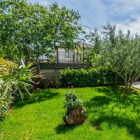 Lavanda Maslina - New Luxury * Pula