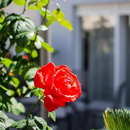 Lavanda Maslina - New Luxury Διαμέρισμα