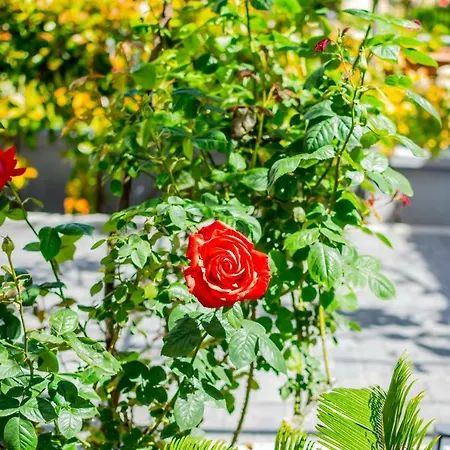 Lavanda Maslina - New Luxury * بولا