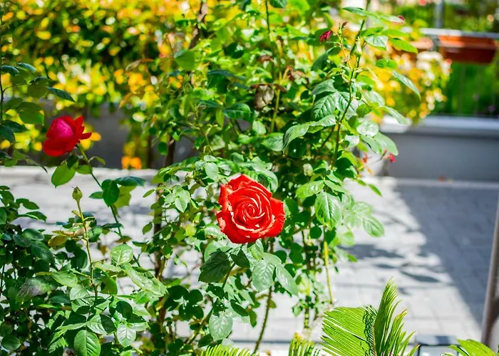 Lavanda Maslina - New Luxury * Πούλα