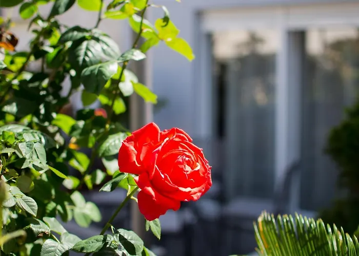 Lavanda Maslina - New Luxury Διαμέρισμα